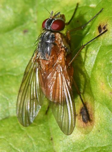 Réf. 350 584 : Phaonia rufiventris